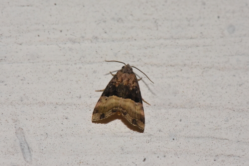 Ozarba flavidiscata