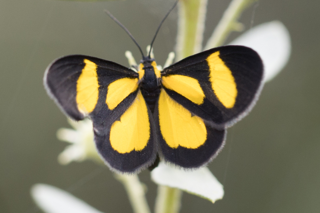 Atyria stenochora