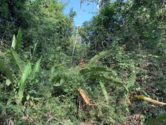 Heliconia latispatha image