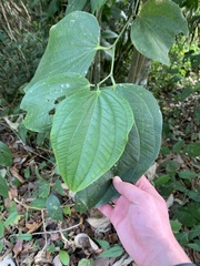 Piper reticulatum image