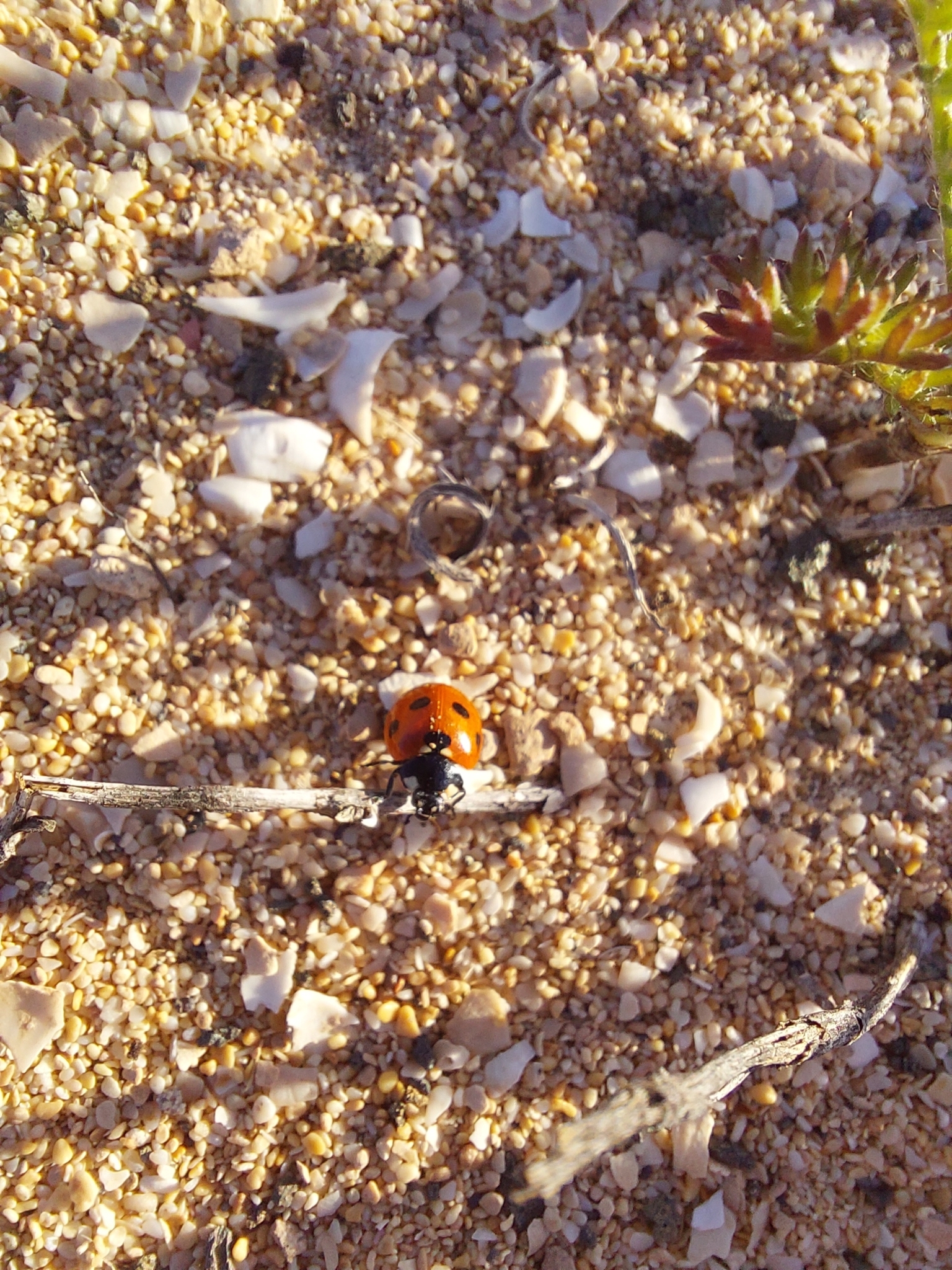 Coccinella algerica