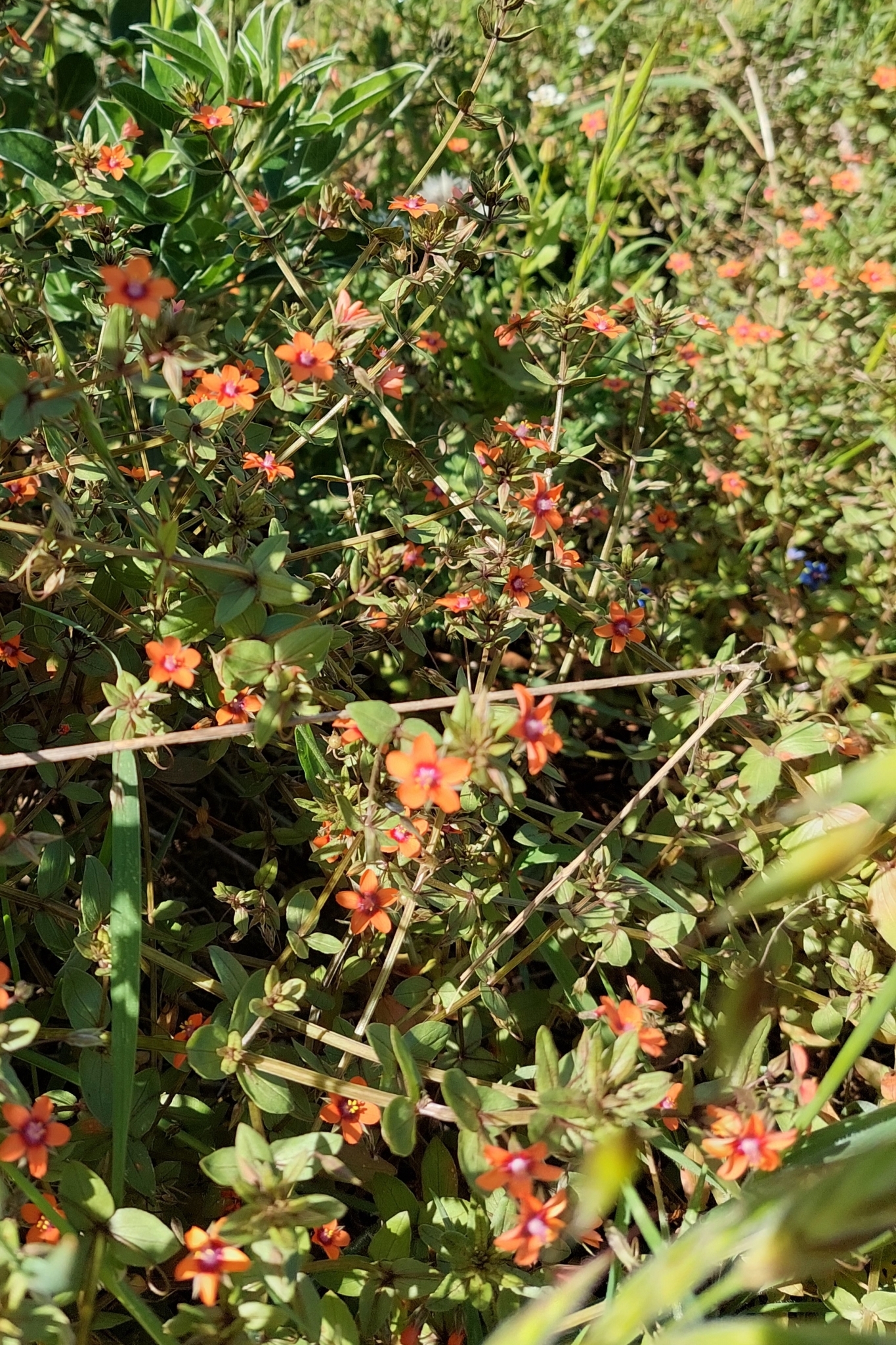 Pimpinela escarlata
