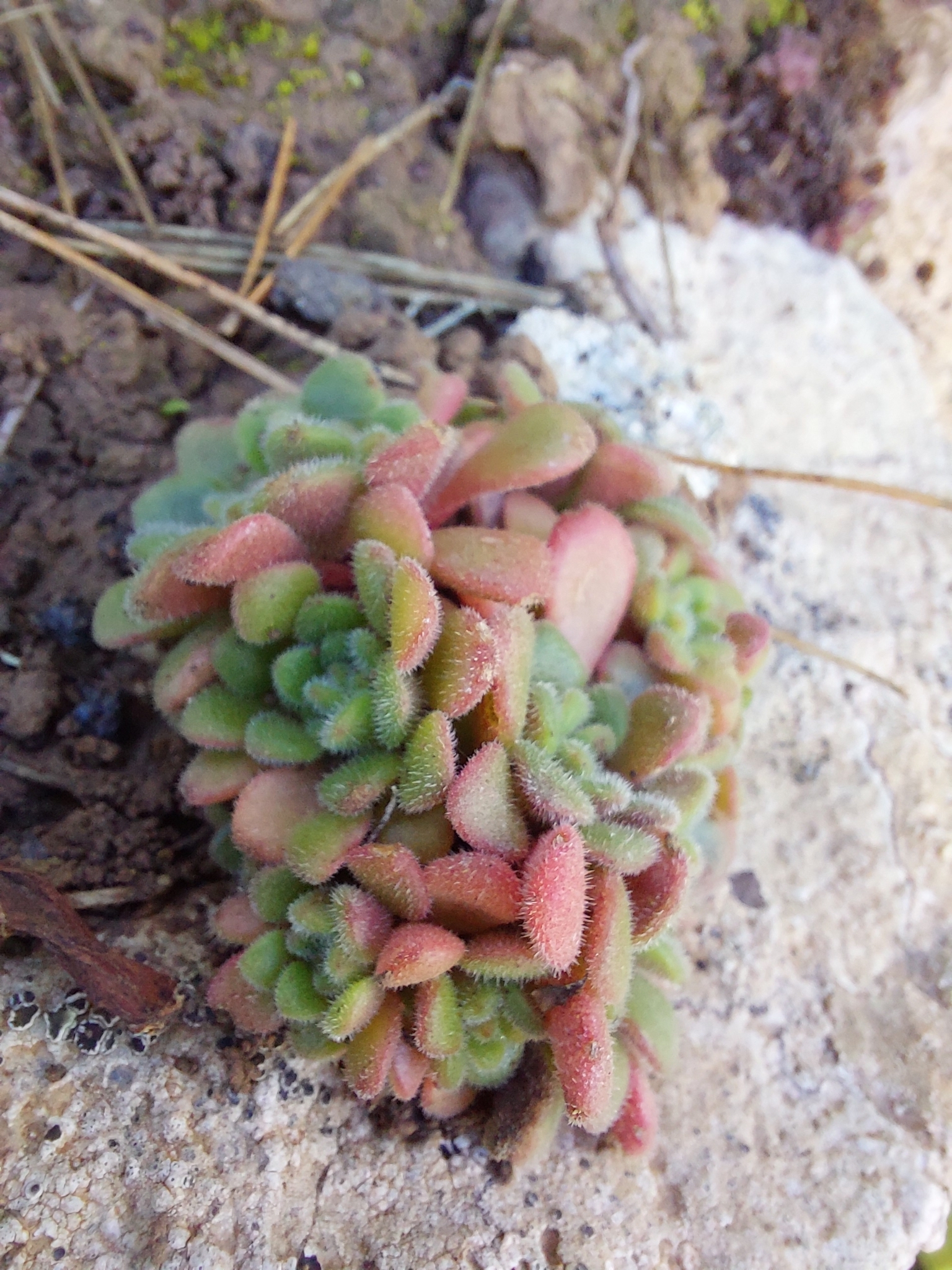 Sempervivum tortuosum Aiton