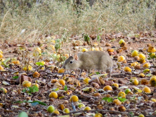 Spix's Yellow-toothed Cavy