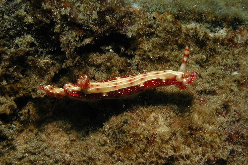 Hypselodoris decorata (Risbec, 1928)