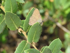 Satyrium auretorum
