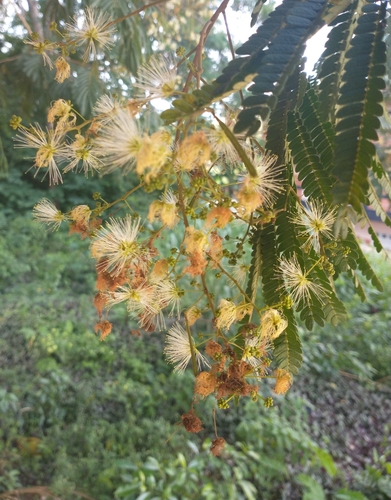 Albizia polycephala · iNaturalist United Kingdom