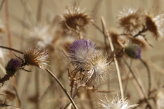 Cirsium occidentale