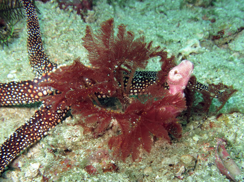 Red Weed (Zellera tawallina)