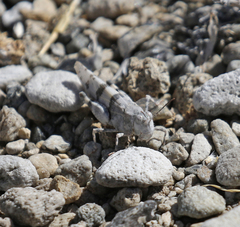 Trimerotropis inconspicua