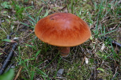 Fungi