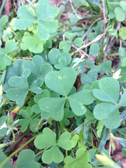 Oxalis