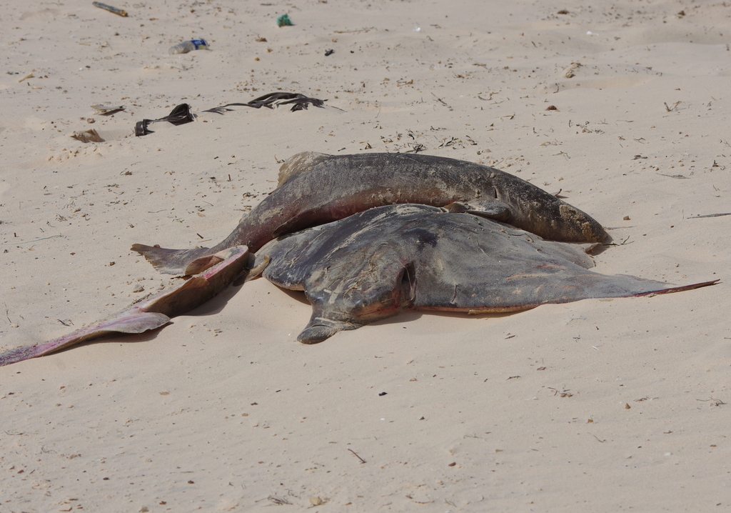 Duckbill Ray from Dachlat Nawazibu, Mauretania on December 19, 2015 at ...