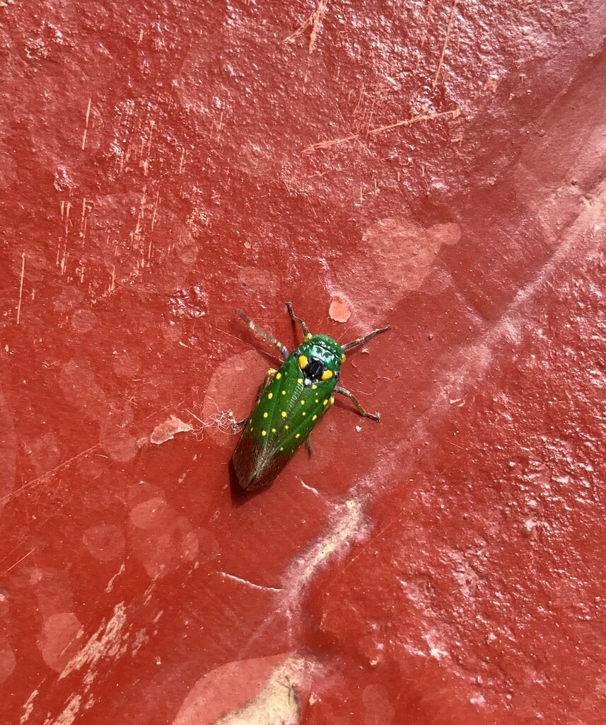 Eddara sonora
