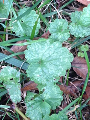 Glechoma hederacea