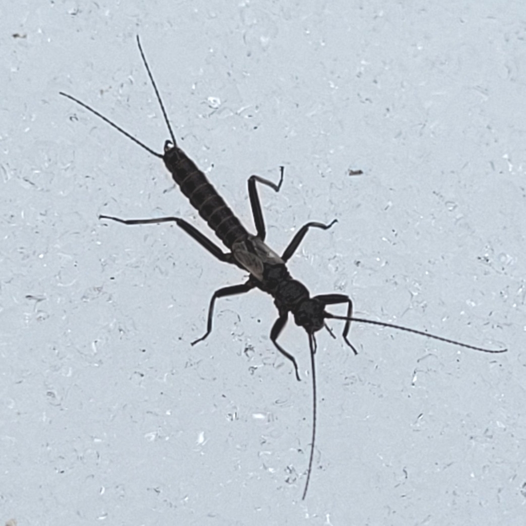 Zwicknia acuta