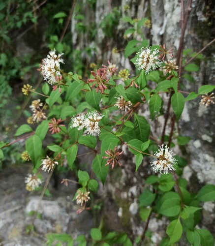 Pisoniella arborescens (Pisoniella arborescens)