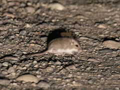 Perognathus