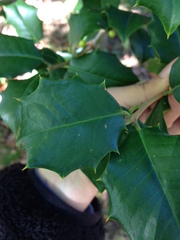 Ilex opaca