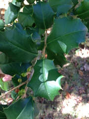 Ilex opaca