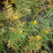 Flat-topped Fragrant Goldenrod - Photo (c) Nick Belliveau, some rights reserved (CC BY-NC)