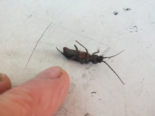 Burnt pine longhorn photo 4