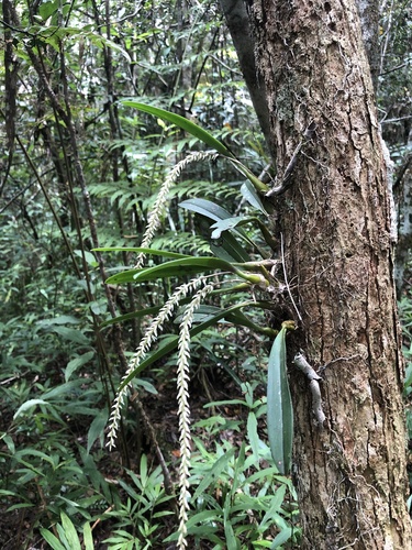 Bulbophyllum multiflorum image