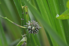 Sparganium eurycarpum