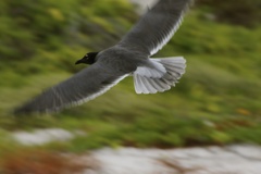 Leucophaeus fuliginosus