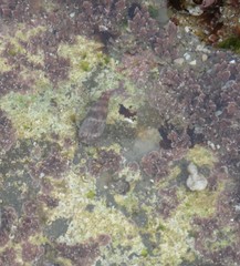 Nucella emarginata