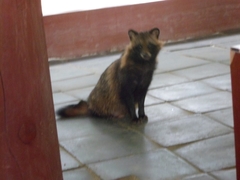 Nyctereutes procyonoides