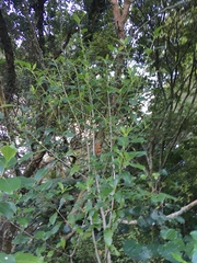 Metrosideros perforata