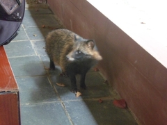 Nyctereutes procyonoides