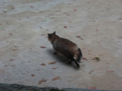 Nyctereutes procyonoides