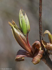 Aesculus parviflora