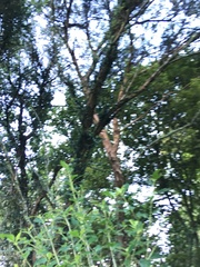 Metrosideros perforata