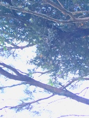 Metrosideros perforata