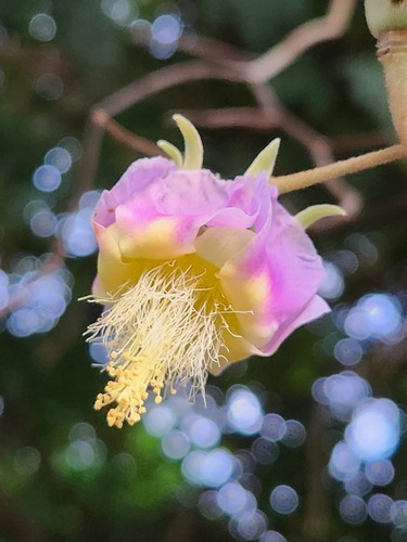 Luehea divaricata