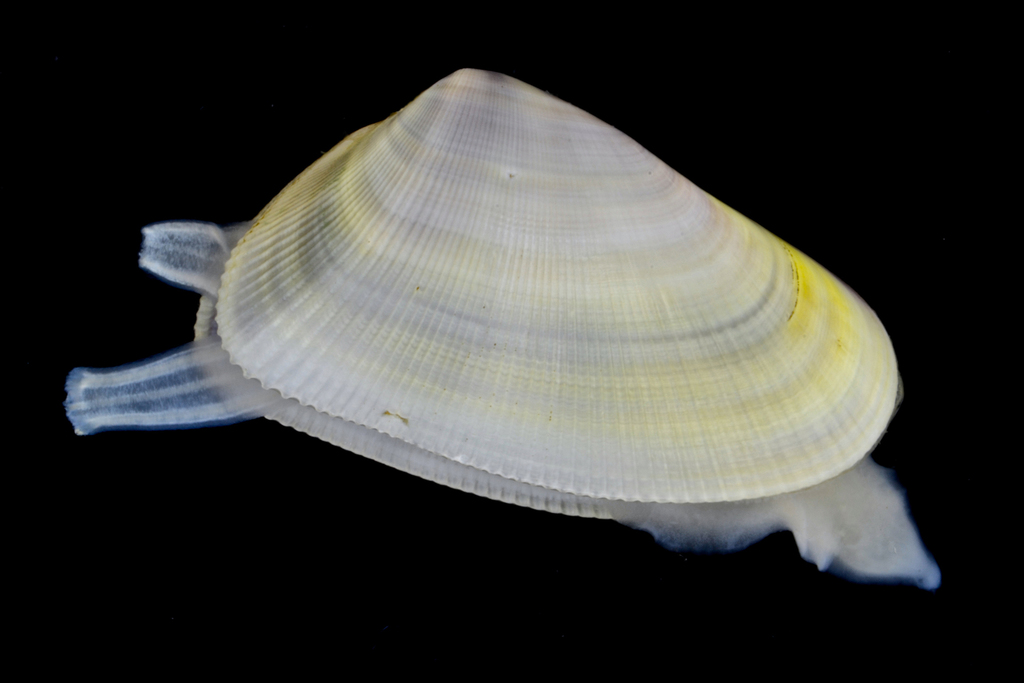 Coquina