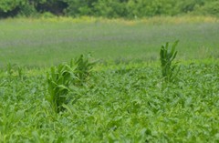 Zea mays mays