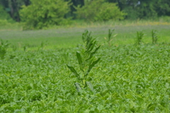 Zea mays mays