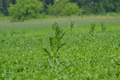 Zea mays mays