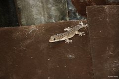 Phyllodactylus tuberculosus