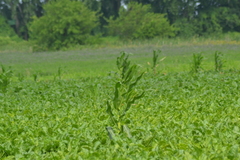 Zea mays mays
