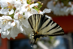 Iphiclides podalirius