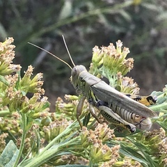 Melanoplus differentialis