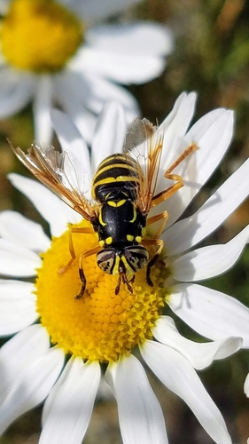 Rocky Mountain Hornet Fly
