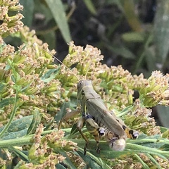 Melanoplus differentialis