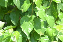 Betula cordifolia