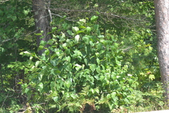 Betula cordifolia